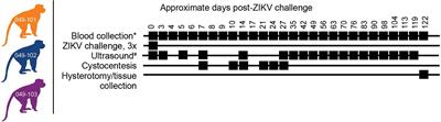 Early Embryonic Loss Following Intravaginal Zika Virus Challenge in Rhesus Macaques